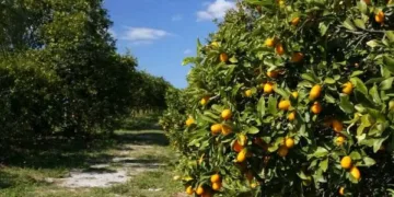 Morocco Enters Japan’s Market with First Citrus Shipment