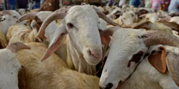Hamoun’s request expresses concerns over how the new data will affect government support programs and meat prices, and hopes that lessons from past discrepancies can be used to avoid mistakes in the future.