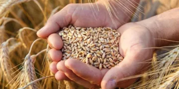 After years of uncertainty and drought complications, Morocco’s agricultural season started showing some signs of promise.