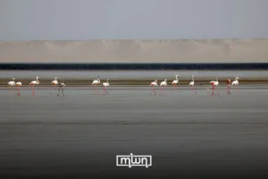 Nestled in the southernmost corner of Morocco, the hidden gem of Dakhla and Oued Dahab offers travelers a unique blend of natural beauty, adventure, and authentic culture.