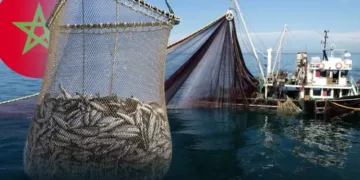 Morocco’s Coastal and Artisanal Fisheries Generate MAD 9.57 Billion in 11 Months