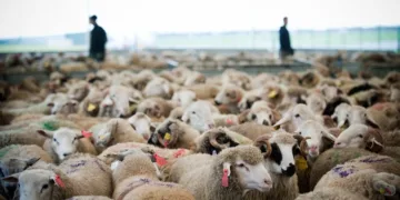 The French Council of Muslim Faith (CFCM) has announced that Eid Al-Adha 1446H will be celebrated in France on Friday, June 6.