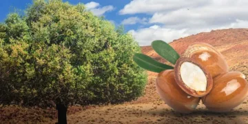 Morocco Celebrates International Argan Day with ANDZOA Leading the Way