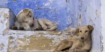Minister Abdelouafi Laftit announced an ambitious national program with a budget exceeding MAD 1 billion ($100 million) to address the proliferation of stray dogs in Morocco.