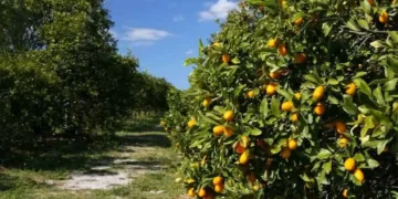 Morocco’s Lemon Revenues Reach $2.7 Million in First Half of 2024-2025 Season