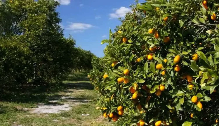 Morocco’s Lemon Revenues Reach $2.7 Million in First Half of 2024-2025 Season