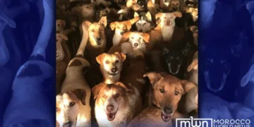 Stray Dogs, Genuine Concern or Political Agenda Behind Western Criticism of Morocco