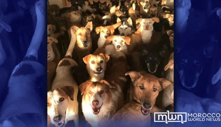 Stray Dogs, Genuine Concern or Political Agenda Behind Western Criticism of Morocco