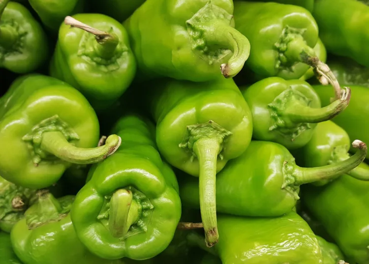 Morocco hit a record in 2024 as Spain’s leading supplier of peppers, exporting 101.11 million kilos — accounting for over 92% of Spain’s total pepper imports. This marks a 199.9% surge compared to 2015, when Moroccan exports stood at 33.71 million kilos.