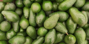 Moroccan Hass Avocado Season Recovers After Early Market Tensions