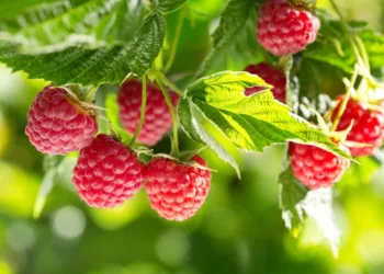 Morocco has set a new benchmark for its raspberry exports to the Middle East, reaching 700 tonnes just three months before the close of the 2024/2025 export season, according to agricultural data platform EastFruit.
