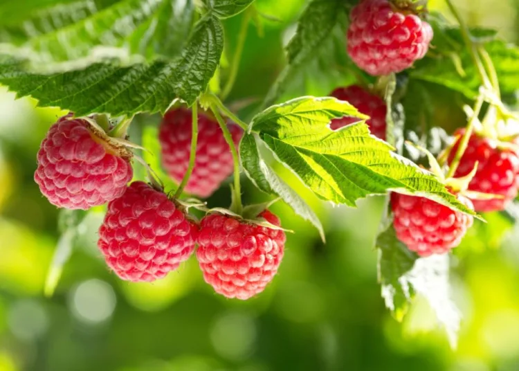 Morocco has set a new benchmark for its raspberry exports to the Middle East, reaching 700 tonnes just three months before the close of the 2024/2025 export season, according to agricultural data platform EastFruit.