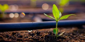 Morocco to Contribute to Ghana’s Food Security with 2,000 Tons of Fertilizer Donation