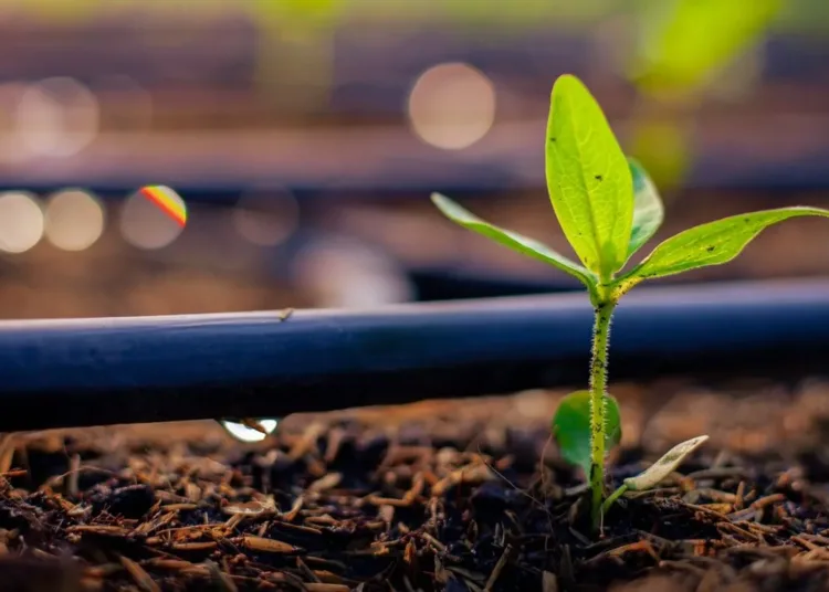 Morocco to Contribute to Ghana’s Food Security with 2,000 Tons of Fertilizer Donation