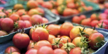 Spain Invests €481 million in Imports of Morocco’s Fruits and Vegetables in Q1