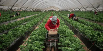 Two Moroccan women employed in Spain’s lucrative strawberry harvest were reportedly recently sent back to Morocco under troubling circumstances—one while five months pregnant, and another after being diagnosed with cervical cancer. 