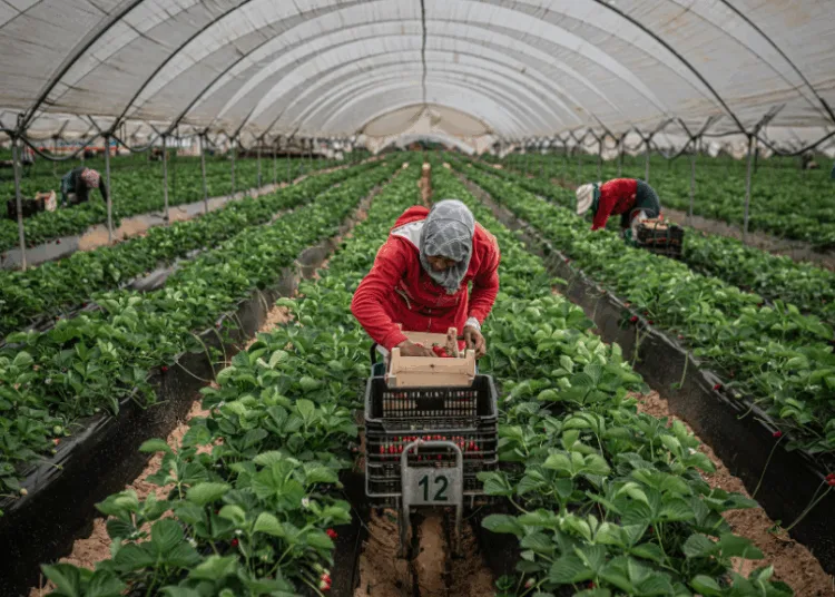 Two Moroccan women employed in Spain’s lucrative strawberry harvest were reportedly recently sent back to Morocco under troubling circumstances—one while five months pregnant, and another after being diagnosed with cervical cancer. 