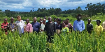 African Plant Nutrition Institute Reaches Major Milestone with Five-Year Impact Report