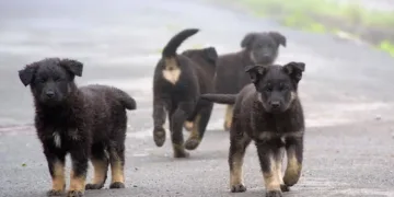 Morocco Approves Draft Law on Protection of Strays, Safeguarding Citizens from Potential Dangers