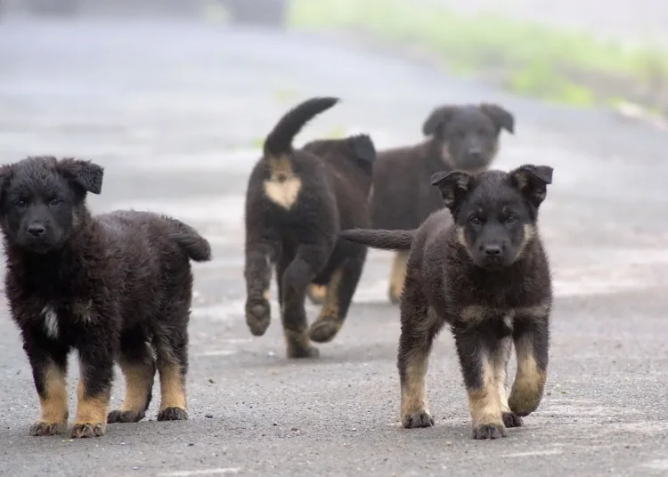 Morocco Approves Draft Law on Protection of Strays, Safeguarding Citizens from Potential Dangers