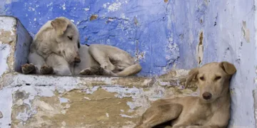 Morocco’s Interior Minister Slams Media Campaign Over Stray Dogs Issue