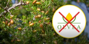 argan oil exploitation