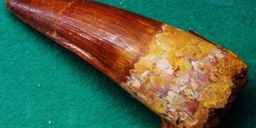 Scientists have discovered three dinosaur teeth in Morocco’s Middle Atlas Mountains that represent the oldest evidence of turiasaurian sauropods in mainland Africa.