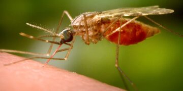 Chikungunya virus spreads through mosquito bites.