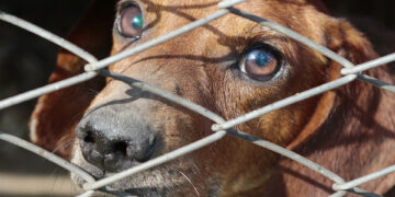The crisis signals Morocco’s broader struggle with stray animal management.