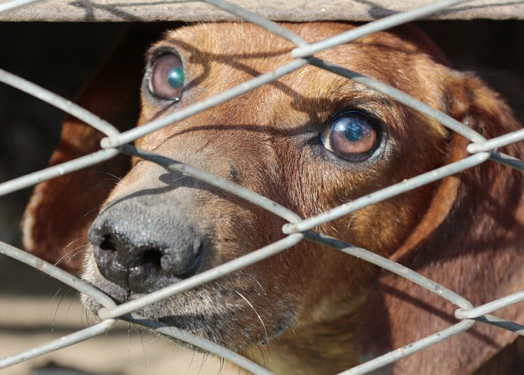 The crisis signals Morocco’s broader struggle with stray animal management.