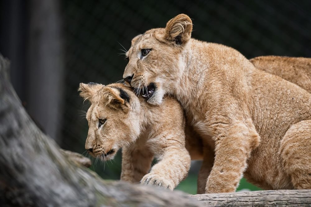 Four Barbary Lion Cubs Born in Czech Zoo, Morocco Leads Reintroduction Efforts