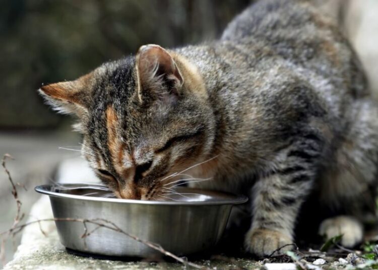 Morocco’s government has introduced a controversial bill that would impose fines on citizens who feed or care for stray animals.