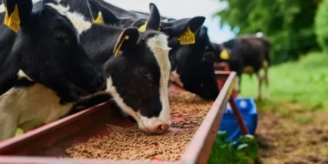 El Bouari: Morocco’s Livestock Thrives Thanks to Strategic Royal Initiatives