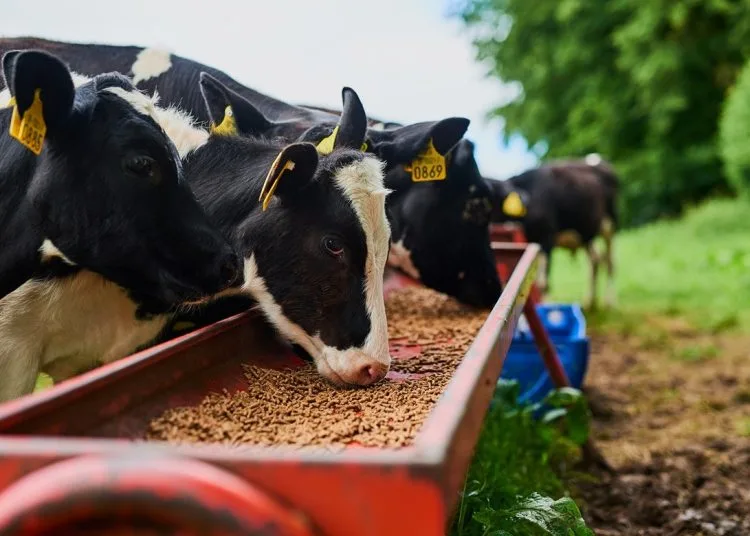 El Bouari: Morocco’s Livestock Thrives Thanks to Strategic Royal Initiatives