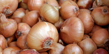 Morocco’s onion farmers and traders have entered a new chapter. 