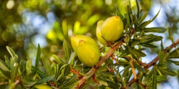 First chromosome-level, phased genome assembly of the argan tree, a species endemic to Morocco and globally valued for its oil.
