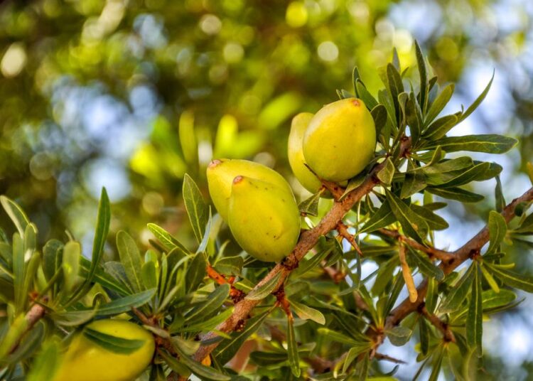 First chromosome-level, phased genome assembly of the argan tree, a species endemic to Morocco and globally valued for its oil.