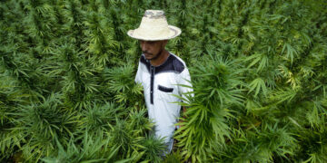 Farmers planted 4,400 hectares of the traditional “beldiya” variety this season