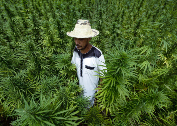 Farmers planted 4,400 hectares of the traditional “beldiya” variety this season