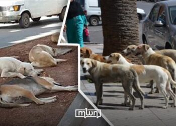 stray animals in Morocco