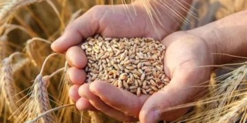 Despite the overall reduction, Morocco remains heavily dependent on international markets for its cereal supply.