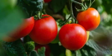 Morocco Breaks Tomato Export Record With 745,000 Tons, Ranks 3rd