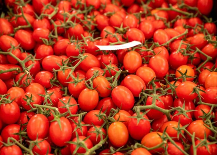 Tomatoes lead Morocco’s exports to Spain.