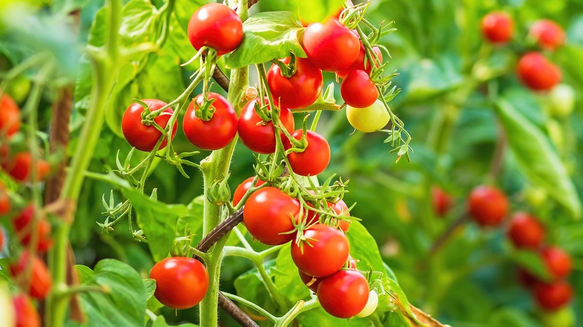 EU Suspends Imports of Moroccan Cherry Tomatoes Over Metal Contamination