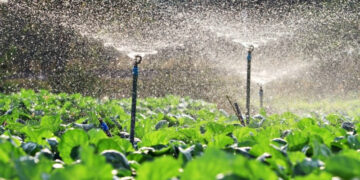 Morocco and Germany Reinforce Agricultural Partnership at Berlin Green Week