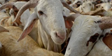 Morocco Disburses $240 Million in Direct Aid to Livestock Breeders