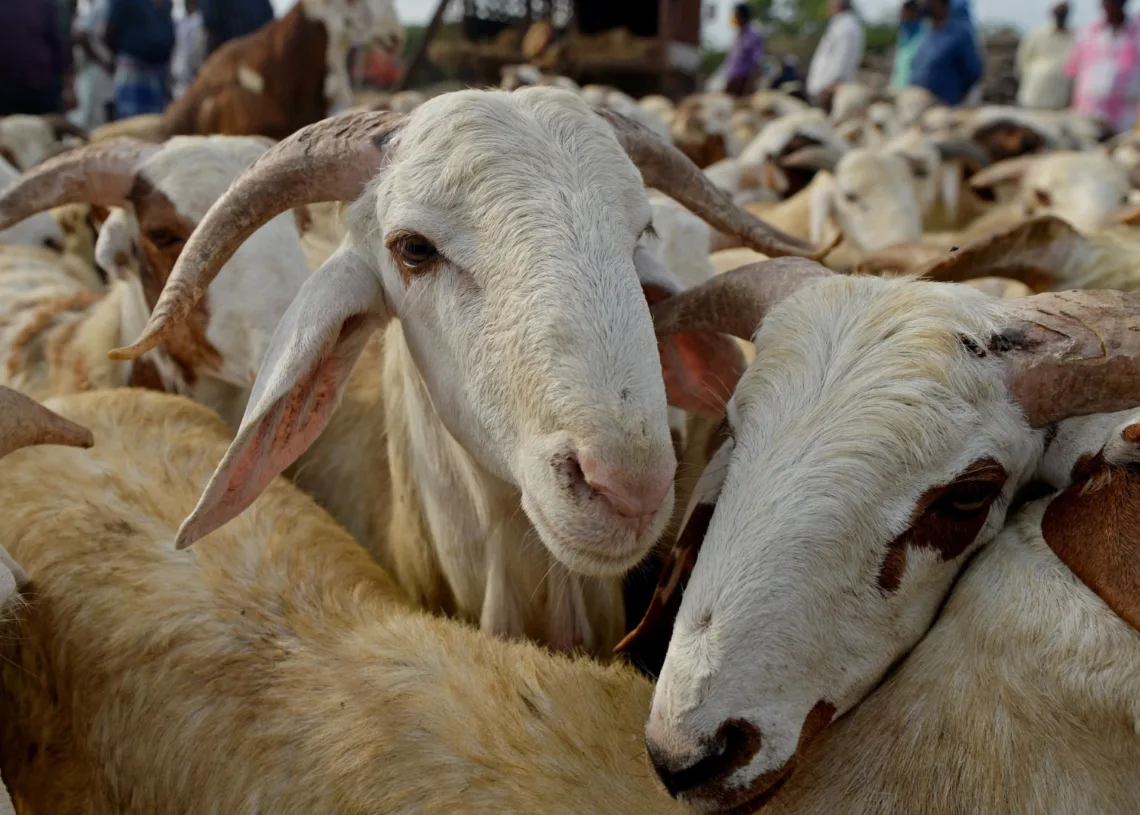 Morocco Disburses $240 Million in Direct Aid to Livestock Breeders