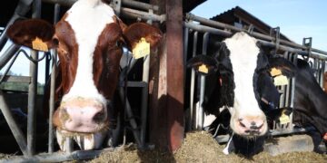 Lumpy skin disease is a viral disease that exclusively affects cattle.