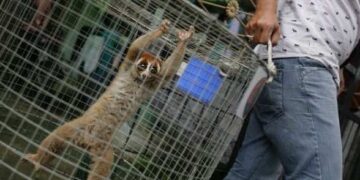 Morocco’s National Agency for Water and Forests (ANEF) announced on Wednesday the dismantling of a major network involved in the trafficking of protected species during a joint operation carried out Sunday in Sidi Bouknadel, in the Sale prefecture.