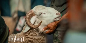 morocco livestock aid